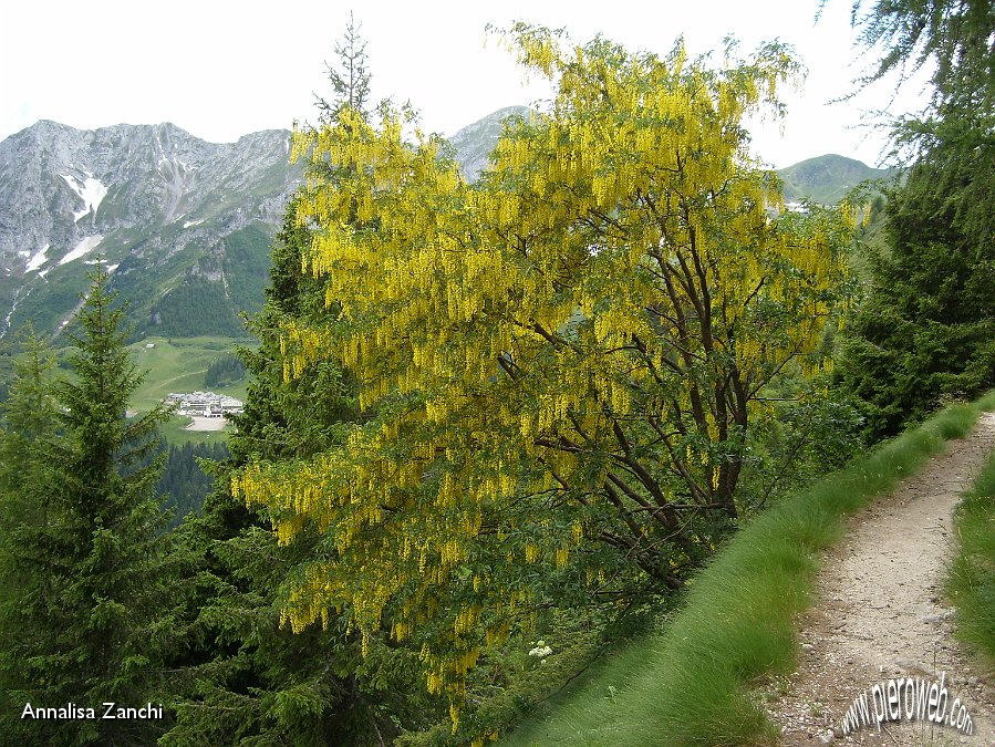 16 Splendido maggiociondolo in fiore.JPG